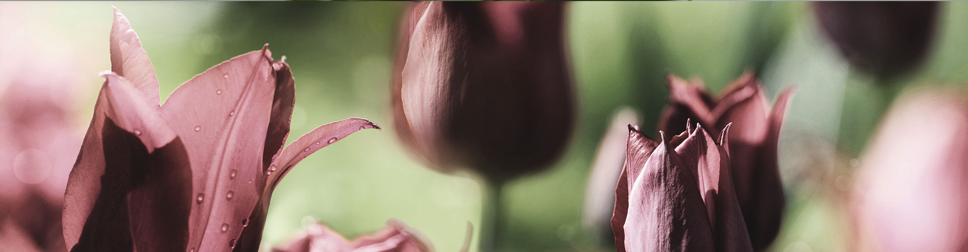 Eine Nahaufnahme von dunklen Tulpen
